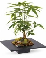 florists specialised in bonsai in montreal Fleuriste Côte-des-Neiges florist