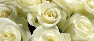 magasins de roses a montreal Fleuriste Pourquoi pas fleurs