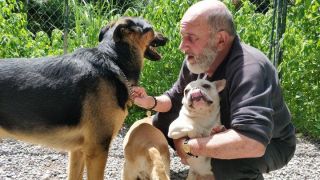 adopt border collie montreal Gaby Popper's Dog Training School