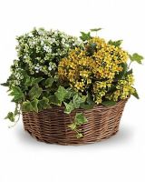 florist courses online montreal Fleuriste Côte-des-Neiges florist