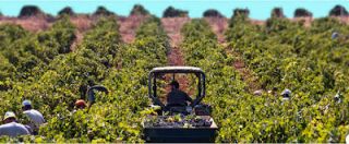 vins d albarino montreal Club des Dégustateurs de Grands Vins