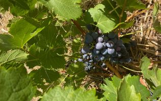 degustation de vins en montreal Dégustations de vins