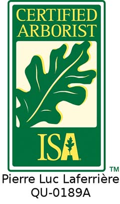 Arboriculteur certifié ISA - Pierre Luc Laferrière