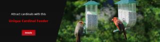 places to buy birds in montreal Nature Expert